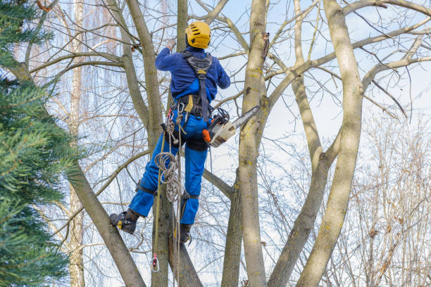 Reliable Waller, TX Tree Care Services Solutions